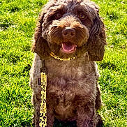 Taco participe au concours pour gagner de l'argent avec cette photo : animal, brown, canine, collar, daylight, dog, field, fur, grass, happy, leash, nature, outdoor, park, pet, playful, sitting, smiling, sunlight, tongue_out