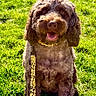 animal, brown, canine, collar, daylight, dog, field, fur, grass, happy, leash, nature, outdoor, park, pet, playful, sitting, smiling, sunlight, tongue_out