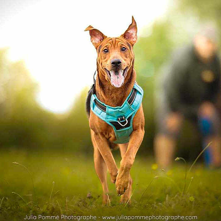 Volf participe au concours pour gagner de l'argent avec cette photo : accessories, adult, animal, bulldog, canine, dog, field, grass, grassland, hound, male, man, nature, outdoors, person, pet, pitbull, plant, policedog, strap