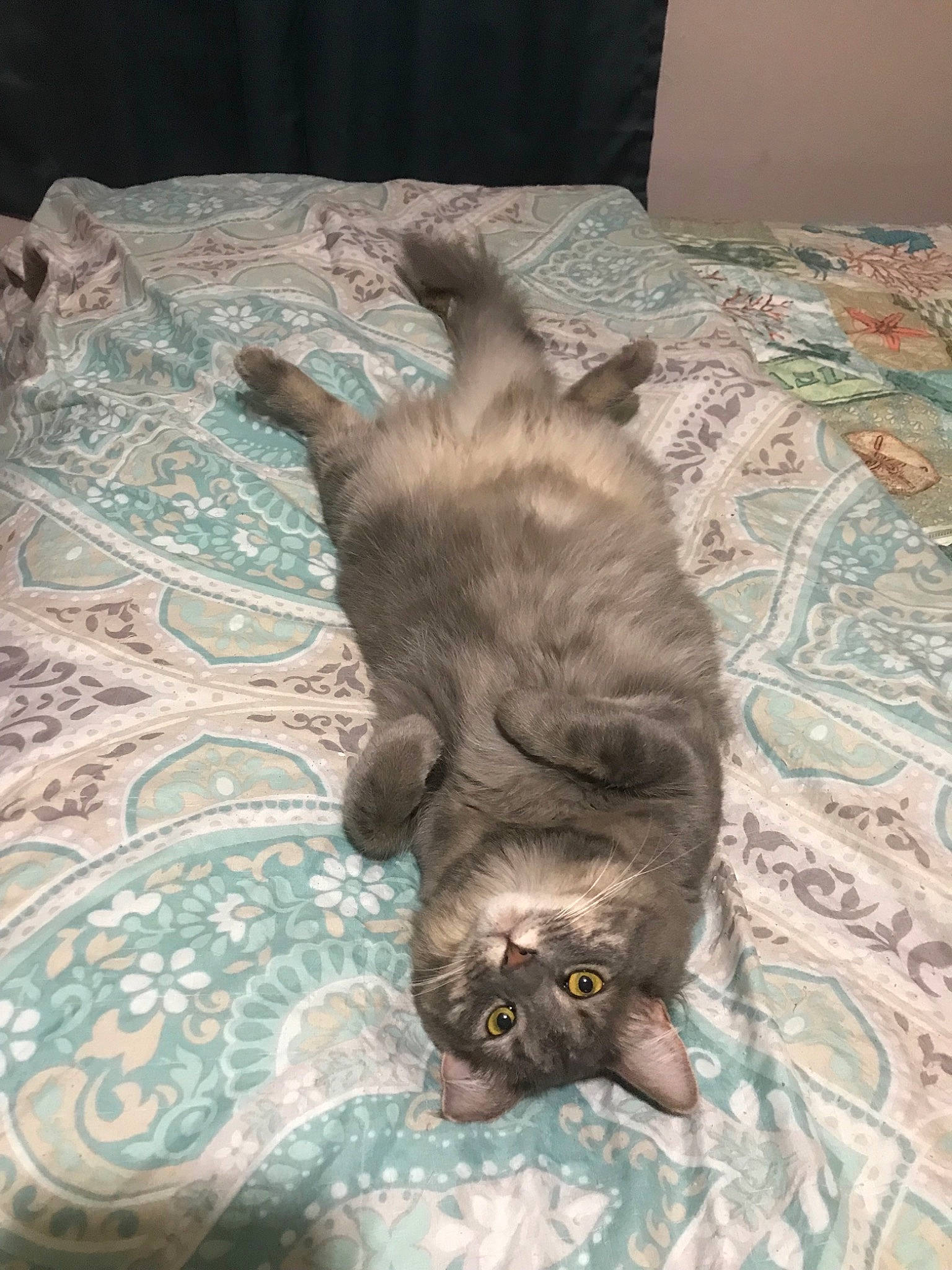 Gigi is registered to the contest to win money with this photo: british_shorthair, burmese, carnivore, cat, chartreux, dog_breed, fawn, felidae, kitten, korat, mammal, russian_blue, small_to_medium_sized_cats, whiskers