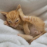 Crouton joined the competition — help win amazing prizes! kitten, cat, orange_cat, sleepy, cute, fluffy, blanket, cozy, pet, fur, paw, small_animal, young_cat, resting, animal, indoor, adorable, relaxed, feline, soft