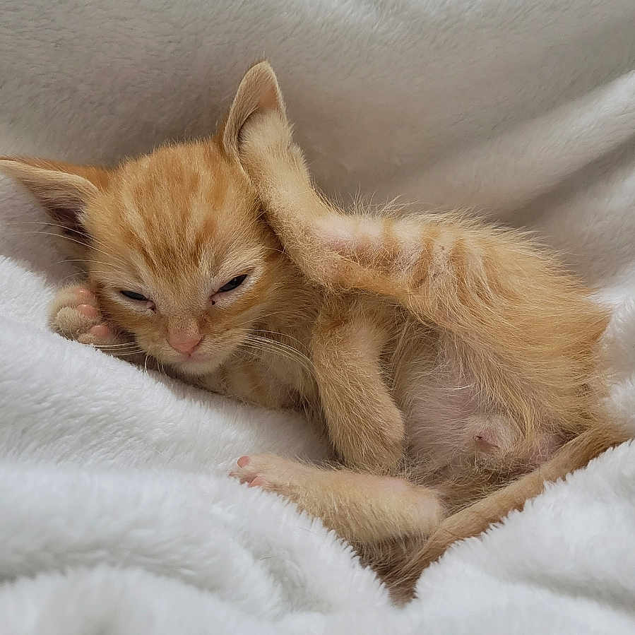 Crouton