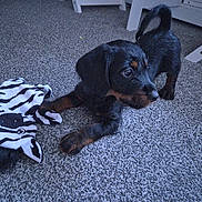 Whisky joined the competition — help win amazing prizes! animal, black_dog, carpet, companion, curious, cute, dog, domestic, floor, furniture_leg, home, indoor, pet, playful, plush_toy, puppy, small_dog, toy, young_dog, zebra_pattern