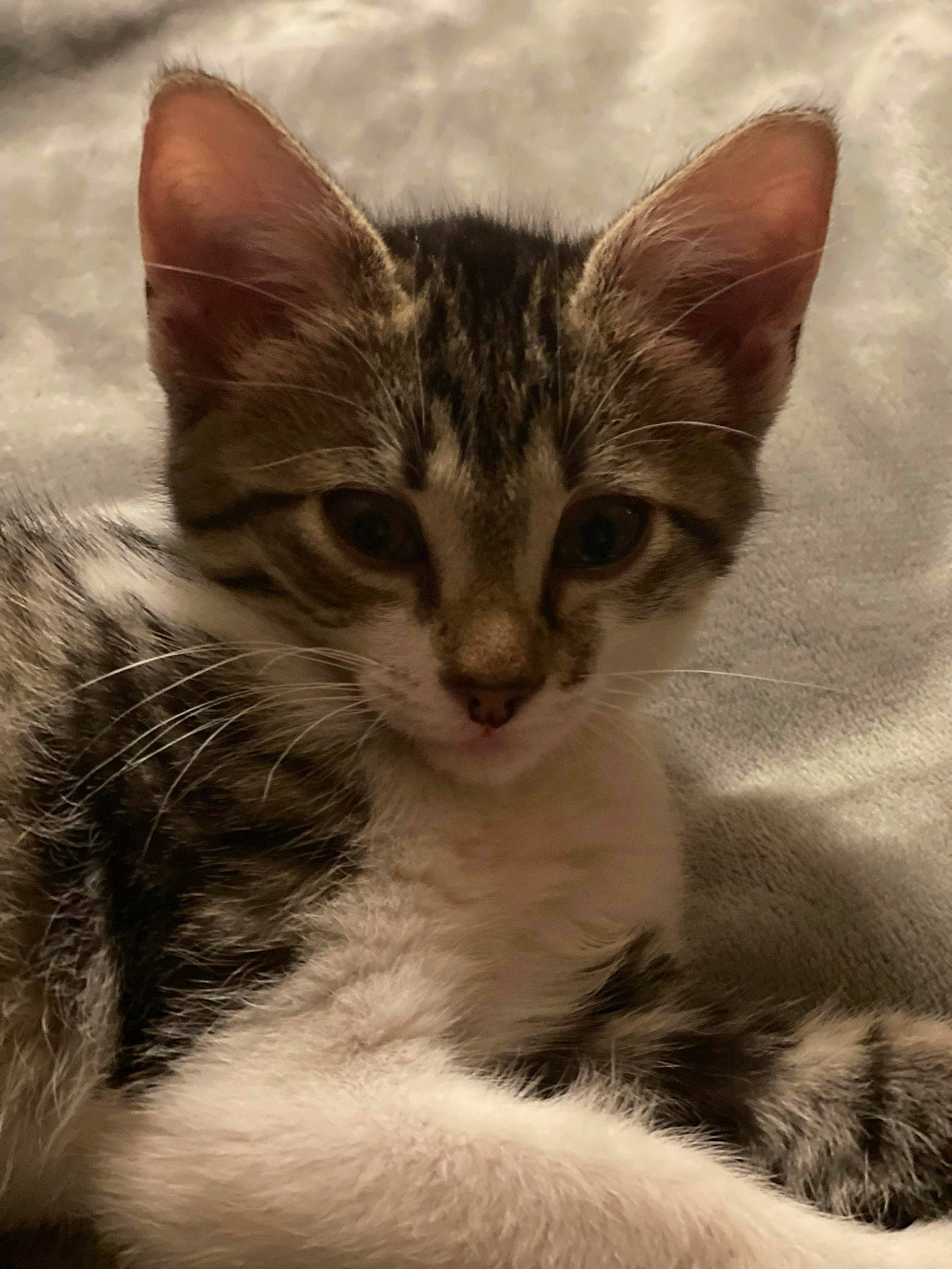 Elvira joined the competition — help win amazing prizes! art, carnivore, cat, domestic_short_haired_cat, felidae, fur, small_to_medium_sized_cats, terrestrial_animal, whiskers