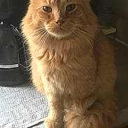 Red joined the competition — help win amazing prizes! cat, orange_cat, fluffy, pet, indoor, kitchen, countertop, towel, coffee_maker, feline, whiskers, tail, domestic_animal, animal, cute, fur, sitting, closeup, face, portrait