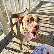 Nessie is registered to the contest to win money with this photo: dog, pet, outdoor, porch, wooden_floor, sunlight, shadow, smiling, happy, canine, animal, brown_coat, white_coat, ears, tail, tongue, teeth, blanket, pattern, daylight