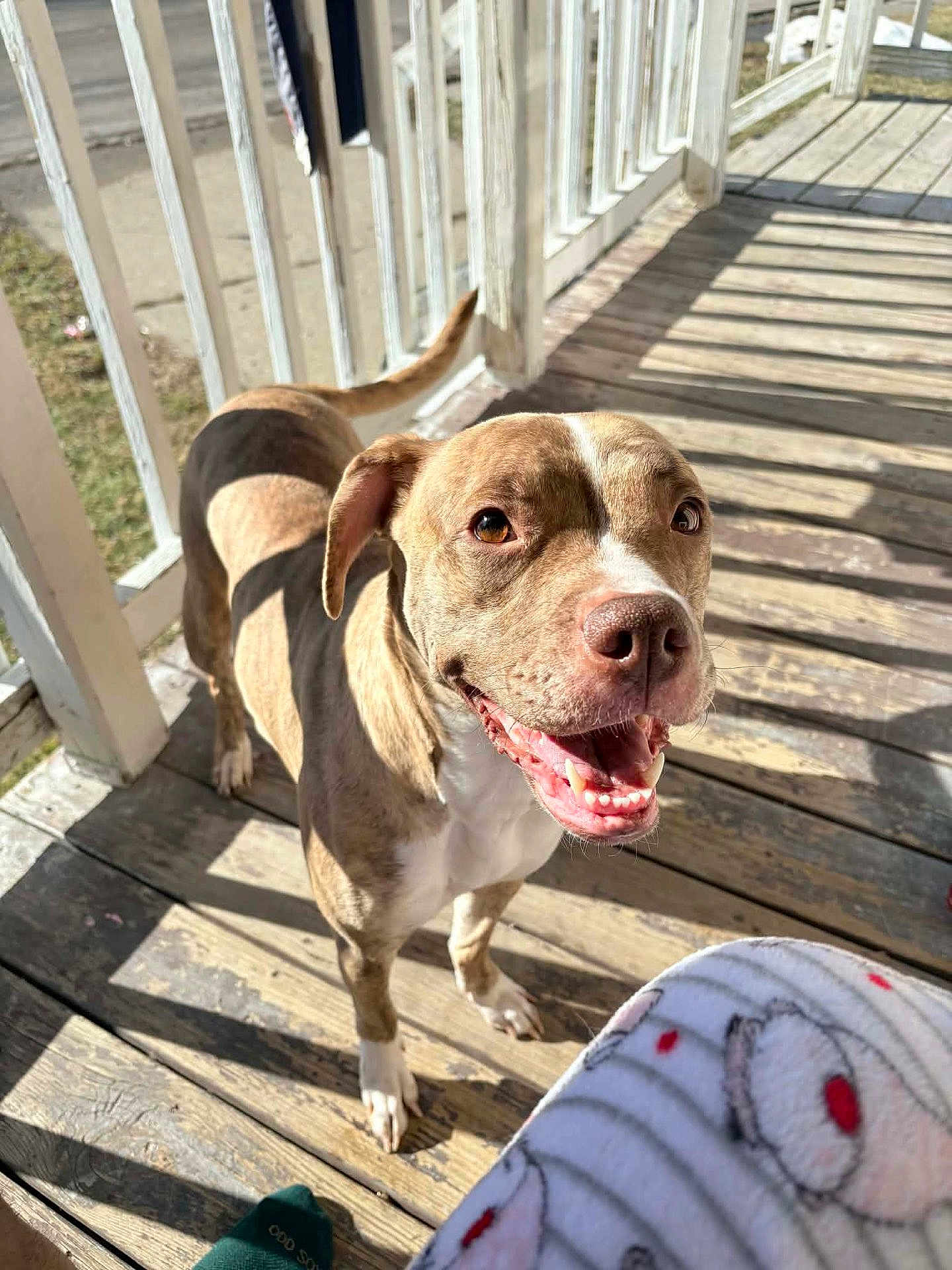 Nessie is registered to the contest to win money with this photo: dog, pet, outdoor, porch, wooden_floor, sunlight, shadow, smiling, happy, canine, animal, brown_coat, white_coat, ears, tail, tongue, teeth, blanket, pattern, daylight