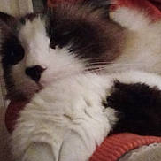 Gaston a rejoint le concours — aidez-le/la à gagner de superbes lots ! cat, fluffy, relaxed, indoor, pet, fur, white, black, brown, closeup, laying, cozy, resting, animal, cute, whiskers, sleepy, soft, mammal, companion