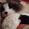 cat, fluffy, relaxed, indoor, pet, fur, white, black, brown, closeup, laying, cozy, resting, animal, cute, whiskers, sleepy, soft, mammal, companion