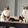 cat, feline, fluffy, sitting, table, indoor, pets, two_animals, tail, fur, face, ears, whiskers, domestic_animal, quiet, calm, home, furniture, animal_pair, companions