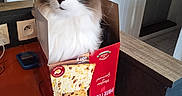 Gaston participe au concours pour gagner de l'argent avec cette photo : cat, box, panettone, table, indoor, furniture, wood, curious, blue_eyes, fluffy, pet, domestic, animal, looking, decor, wall_art, beam, floor, door, home