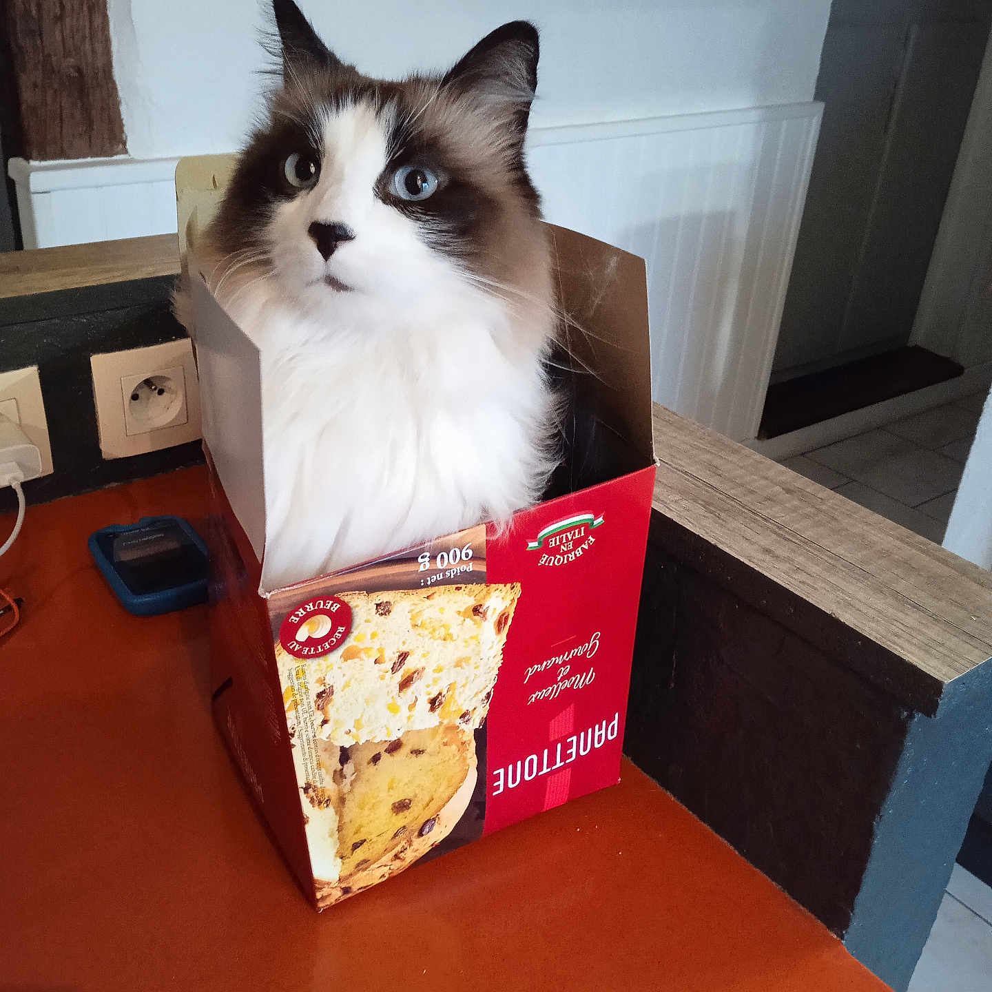 Gaston participe au concours pour gagner de l'argent avec cette photo : cat, box, panettone, table, indoor, furniture, wood, curious, blue_eyes, fluffy, pet, domestic, animal, looking, decor, wall_art, beam, floor, door, home