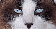 Gaston a rejoint le concours — aidez-le/la à gagner de superbes lots ! animal, blue_eyes, brown_fur, cat, close_up, cute, domestic_animal, ears, face, feline, fluffy, indoor, looking, mammal, nose, pet, portrait, soft_fur, whiskers, white_fur