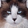 Gaston a rejoint le concours — aidez-le/la à gagner de superbes lots ! cat, close_up, blue_eyes, fluffy, white_fur, brown_fur, whiskers, pet, animal, portrait, feline, ears, nose, face, looking, indoor, domestic_animal, soft_fur, cute, mammal
