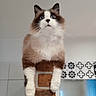 Gaston a rejoint le concours — aidez-le/la à gagner de superbes lots ! cat, fluffy, blue_eyes, brick_column, indoor, tiled_wall, curious, pet, animal, feline, white_paws, brown_fur, black_ears, looking_up, house, domestic, fur, whiskers, cute, perched