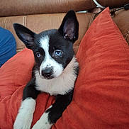 Blue a rejoint le concours — aidez-le/la à gagner de superbes lots ! animal, black_and_white, blue_eyes, companion, cozy, cushion, cute, dog, ears, fur, home, indoor, leather_couch, orange, pet, puppy, relaxed, resting, snout, young