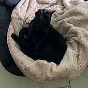 Syssou participe au concours pour gagner de l'argent avec cette photo : animal, black_cat, black_cushion, cat, comfortable, cozy, curled_up, cute, domestic_cat, feline, fluffy_bed, furry, home, indoor, looking_up, pet_bed, relaxed, resting, soft_texture, tiled_floor