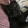 black_cat, cat, pet, animal, fur, whiskers, ears, eyes, towel, blanket, cozy, soft_texture, indoor, closeup, cute, curious, resting, feline, domestic_animal, companion