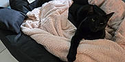 Syssou participe au concours pour gagner de l'argent avec cette photo : animal, black_cat, blanket, cat, comfort, cozy, cute, domestic_cat, feline, floor, fur, home, indoor, laid_back, paw, pet_bed, relaxed, resting, soft_texture, tile_floor
