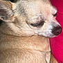 Lyllou participe au concours pour gagner de l'argent avec cette photo : dog, chihuahua, sleeping, close_up, pet, fur, animal, resting, face, nose, whiskers, ears, cute, domestic_animal, cozy, relaxed, indoor, red_cushion, quiet, peaceful