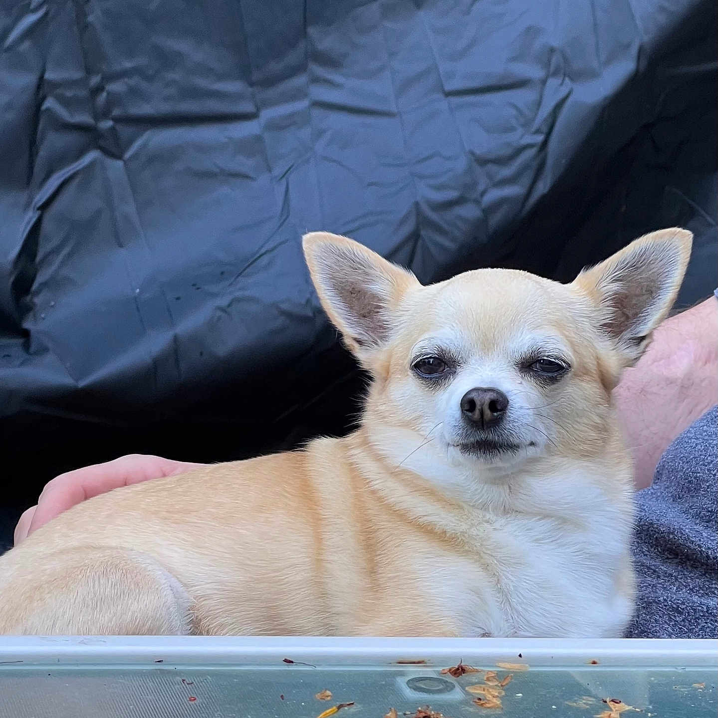 Lyllou a rejoint le concours — aidez-le/la à gagner de superbes lots ! animal, background, chihuahua, crinkled, debris, dog, ears, expression, face, fur, glass_table, hand, lap, light_tan, outdoor, person, pet, relaxed, sitting, small_dog