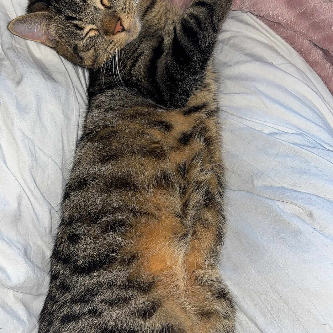 Tigrou participe au concours pour gagner de l'argent avec cette photo : abyssinian, animal, bed, bedroom, blanket, cat, couch, cushion, egyptiancat, furniture, homedecor, indoors, kitten, manx, person, pet, quilt, room, sleeping
