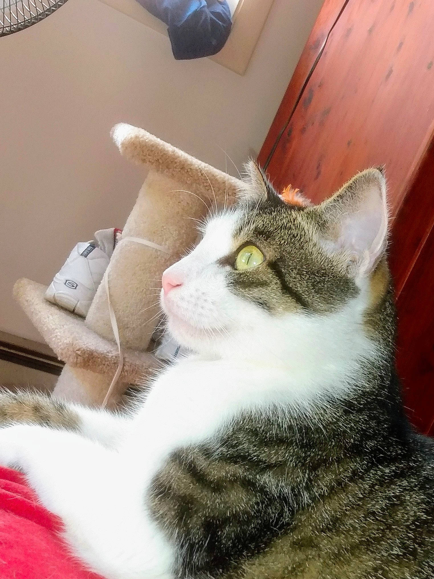 Zeek joined the competition — help win amazing prizes! art, carnivore, cat, comfort, domestic_short_haired_cat, ear, eye, felidae, fur, iris, paw, plant, sitting, small_to_medium_sized_cats, snout, tail, tree, whiskers, window, wood