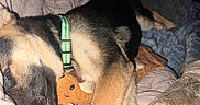 Roxy is registered to the contest to win money with this photo: dog, puppy, bed, blanket, plush_toy, green_collar, sleepy, cozy, indoors, closeup, fur, pet, cute, resting, animal, canine, snuggling, comfort, soft, warm