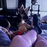 Roxy is registered to the contest to win money with this photo: dog, puppy, german_shepherd, bed, blanket, plush_toy, person_legs, sock, indoor, window, blinds, hat, furniture, relaxing, cozy, home, living_room, black_sock, stuffed_animal, resting