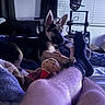 dog, puppy, german_shepherd, bed, blanket, plush_toy, person_legs, sock, indoor, window, blinds, hat, furniture, relaxing, cozy, home, living_room, black_sock, stuffed_animal, resting