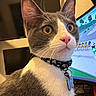 Bandit joined the competition — help win amazing prizes! cat, close_up, gray_and_white, collar, skull_pattern, pet, indoor, computer_screen, animated_background, curious, whiskers, pink_nose, ears, golden_eyes, feline, portrait, domestic_animal, reflection, technology, home