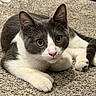 Bandit joined the competition — help win amazing prizes! animal, carpet, cat, closeup, curious, cute, domestic_cat, ears, face, fur, gray, indoor, laying_down, mammal, paws, pet, pink_nose, relaxed, whiskers, white