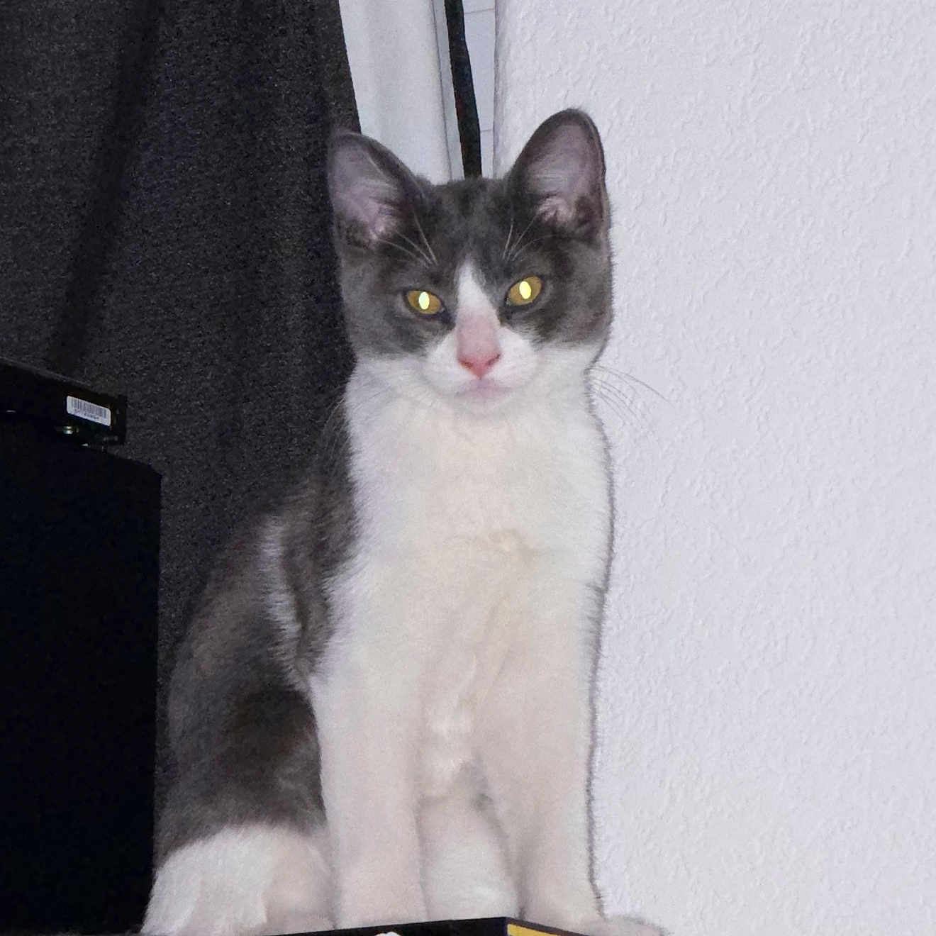 Bandit