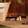 Bandit is registered to the contest to win money with this photo: cat, plant, potted_plant, patio, floor, wooden_fence, outdoor, relaxed, black_and_white, animal, pet, leaf, greenery, nature, home, evening, shadow, collar, resting, cozy