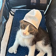 Bandit joined the competition — help win amazing prizes! kitten, cat, pet, hat, white, gray, fur, cute, animal, indoor, blanket, mesh, enclosure, soft, cozy, young, small, sitting, portrait, feline
