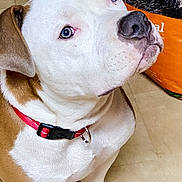 Fat Boy joined the competition — help win amazing prizes! dog, pet, animal, red_collar, white_fur, brown_fur, blue_eyes, floor, indoor, dog_food_bag, canine, sitting, close_up, looking_up, ears, paws, nose, whiskers, domestic_animal, companion