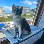 Utah participe au concours pour gagner de l'argent avec cette photo : cat, tabby, window, hammock, pet, indoor, animal, curious, feline, sitting, gray, white, domestic, soft, daylight, blurry_background, relaxing, house, cozy, looking