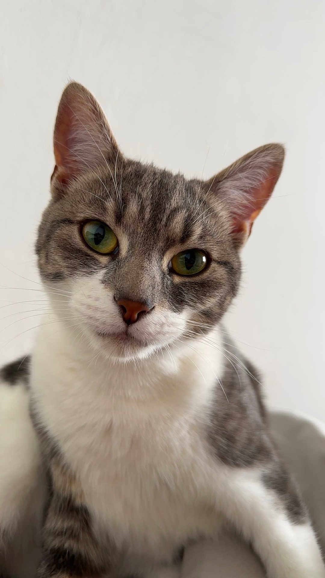 Utah participe au concours pour gagner de l'argent avec cette photo : cat, tabby, pet, animal, close_up, green_eyes, whiskers, fur, domestic_cat, portrait, cute, looking_at_camera, white_chest, ears, indoor, feline, muzzle, soft_light, curious, young_cat