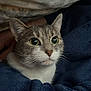Utah participe au concours pour gagner de l'argent avec cette photo : cat, animal, pet, blanket, blue_blanket, cozy, indoor, fur, whiskers, ears, eyes, face, domestic_cat, human_hand, comfort, resting, closeup, cute, curious, feline