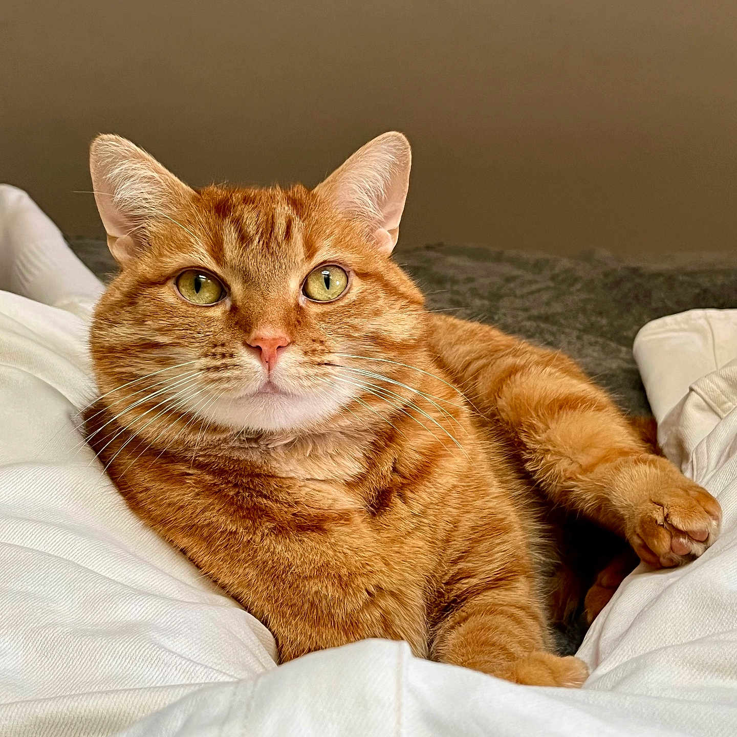 Rapso participe au concours pour gagner de l'argent avec cette photo : abyssinian, animal, bed, blanket, cat, cushion, furniture, hardwood, homedecor, kitten, manx, person, pet, quilt, sleeping, wood