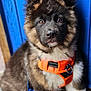 puppy, dog, orange_harness, blue_leash, blue_wall, fluffy, cute, pet, animal, sitting, young_dog, portrait, canine, fur, ears, nose, brown_eyes, leash, domestic_animal, closeup