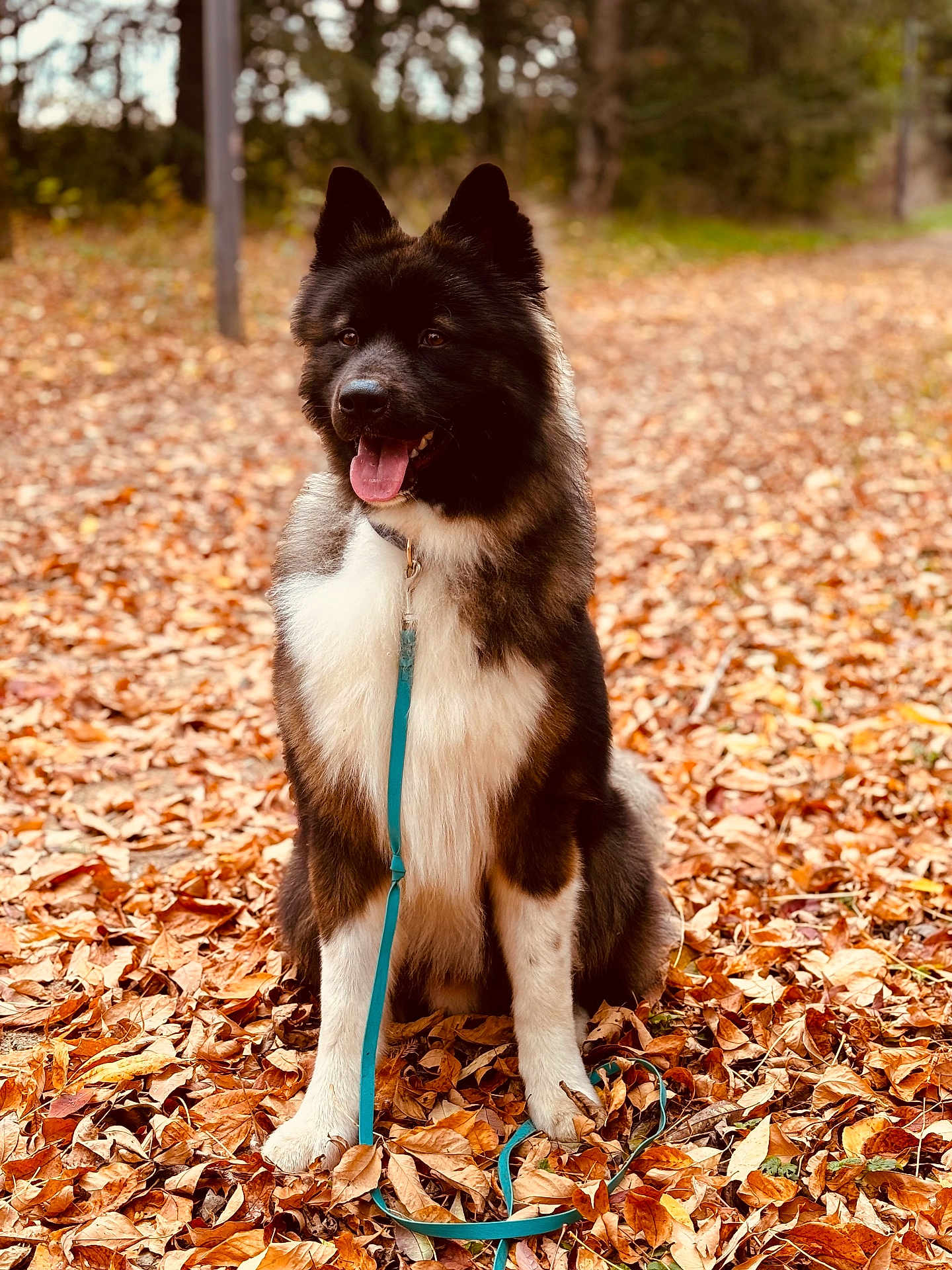 Kal-El