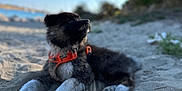 Kal-El participe au concours pour gagner de l'argent avec cette photo : animal, beach, black, canine, daytime, dog, fur, harness, landscape, leash, nature, outdoor, pet, puppy, relaxing, sand, scenic, sky, sunlight, white