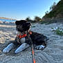 dog, puppy, beach, sand, harness, leash, outdoor, nature, sunlight, sky, animal, pet, fur, black, white, relaxing, daytime, canine, landscape, scenic