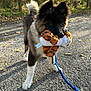 dog, puppy, leash, toy, plush_toy, outdoor, path, autumn, leaves, sunlight, forest, trees, black_fur, white_paws, cute, pet, animal, nature, playful, walking
