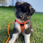 Kal-El a rejoint le concours — aidez-le/la à gagner de superbes lots ! puppy, dog, grass, outdoor, pet, animal, young, cute, fur, black, white, orange_harness, leash, sitting, head_tilt, adorable, nature, playful, eyes, fluffy