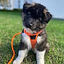 puppy, dog, grass, outdoor, pet, animal, young, cute, fur, black, white, orange_harness, leash, sitting, head_tilt, adorable, nature, playful, eyes, fluffy