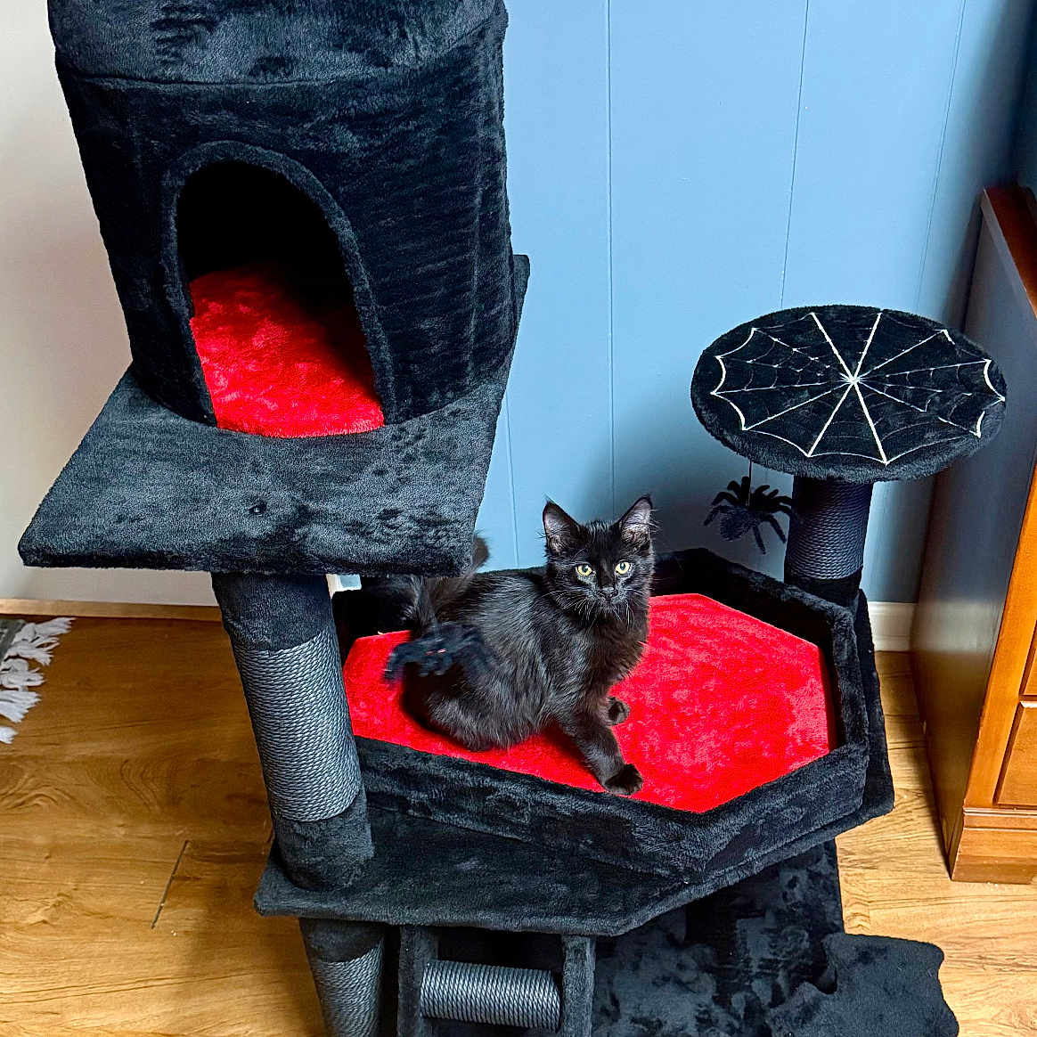 Ozzy is registered to the contest to win money with this photo: cat, kitten, black_cat, feline, animal, pet, cat_tree, scratching_post, indoor, home, wooden_floor, red, black, spiderweb, spooky, furniture, play_structure, sitting, staring, portrait