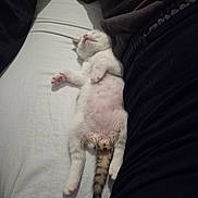 Chopper participe au concours pour gagner de l'argent avec cette photo : kitten, cat, sleeping, white_cat, tabby, belly_up, pink_paws, fur, tail, bed, bedding, blanket, indoors, cozy, relaxed, cute, resting, animal, pet, nap