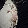 kitten, cat, sleeping, white_cat, tabby, belly_up, pink_paws, fur, tail, bed, bedding, blanket, indoors, cozy, relaxed, cute, resting, animal, pet, nap